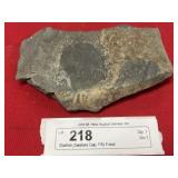 Starfish (Swatara Gap, PA) Fossil