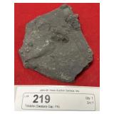 Trilobite (Swatara Gap, PA)