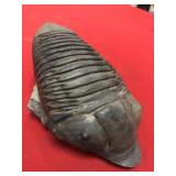 Dipleura Dekayi Trilobite (Perry Co., PA)