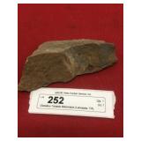 Olenellus Trilobite Mesonacis (Lancaster, PA)