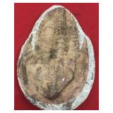 Devonian Age Trilobite (Morocco)