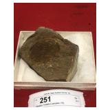 Olenellus Trilobite (Lancaster, PA)