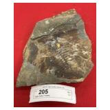 Large Olenellus Trilobite