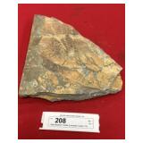 Large Wanneria Trilobite (Lancaster County, PA)