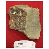 Negative Wanneria Fossil