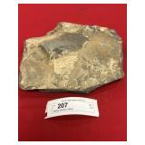 Negative Wanneria Trilobite