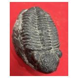 Large Phacops Trilobite (Morocco)