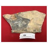 Olenellus Trilobite (Lancaster County, PA)