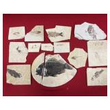 Large Selection of Fossil Fish (WY)