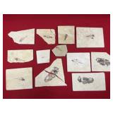 Large Selection of Fossil Fish (WY)