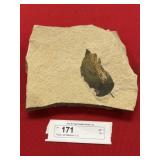 Fossil Leaf (Western U.S.)