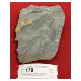 Olenellus Trilobite (Lancaster County, PA)