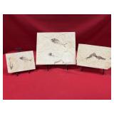 (3) Fossil Fish (WY)