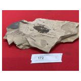 Fossil Leaf (Western U.S.)