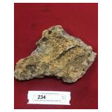 Devonian Age Fossil Shells (Perry County, PA)