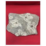 Morocco Brittle Star Fossils