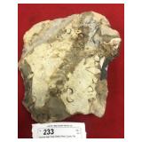 Devonian Age Fossil Shells (Perry County, PA)