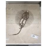 Stingray Fossil (WY)