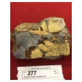 Olenellus Trilobite (Lancaster, PA)