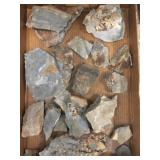 Olenellus Trilobite (Lancaster, PA) Fossils