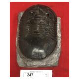 Isotelus Trilobite (Ontario, Canada)