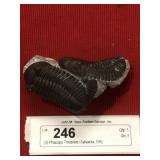 (3) Phacops Trilobites (Sylvania, OH)
