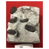 (6) Phacops Trilobites