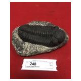 Drotops Trilobite (Morocco)