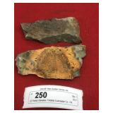 (2) Partial Olenellus Trilobite (Lancaster,PA)