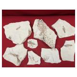 (8) Pieces with Fossil Fish (WY)