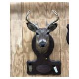 Taxidermy Whitetail Deer