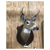 Taxidermy Whitetail Deer