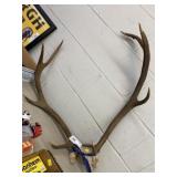 Recovered Elk Antlers