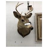 Taxidermy Whitetail Deer