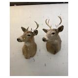 (2) Taxidermy Whitetail Deer