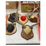 Mule and Whitetail Deer Antlers