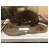 Taxidermy Mink