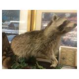Taxidermy Raccoon