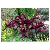 Amaranth Jester Seeds