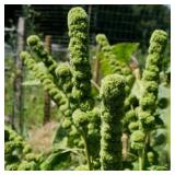 Amaranth Green Tower Seeds