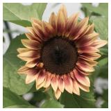 Sunflower Seeds- ProCut Plum