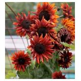 Sunflower Seeds- Cappuccino