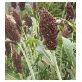Black Sorghum Seeds