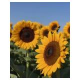 Sunflower Seeds- ProCut Orange