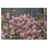 Pink Sapponaria Seeds