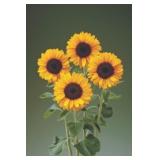 Sunflower Seeds- Provence