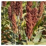 Red Sorghum Seeds