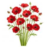 Ranunculus Corms- Red Butterfly