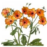 Ranunculus Corms- Orange Butterfly