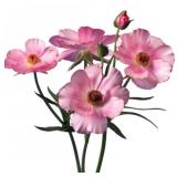 Ranunculus Corms- Pink Butterfly